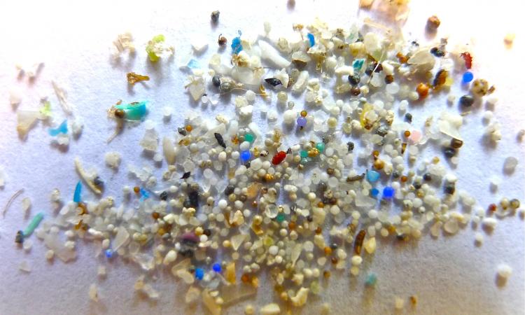 Microplastics (Image: Oregon State University, Wikimedia Commons)