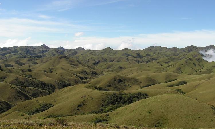 Grasslands interspersed with pockets of montane Shola forests in the Nilgiris, Tamil Nadu (Image Source: Anand Osuri via Wikimedia Commons)