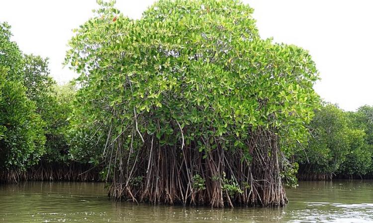 Mangrove forest at Pichavaram, Tamil Nadu (Image Source: Shankaran Murugan via Wikimedia Commons, CC BY-SA 3.0)