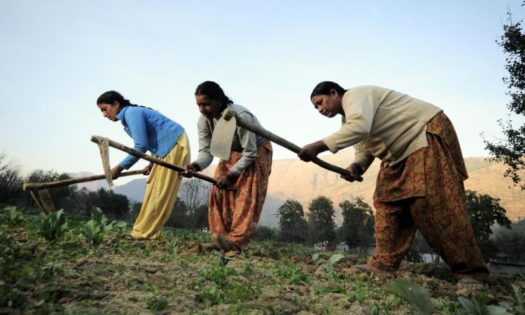 Women farmers at work in their vegetable plots near Kullu (Image: Neil Palmer (CIAT)/Wikimedia Commons)