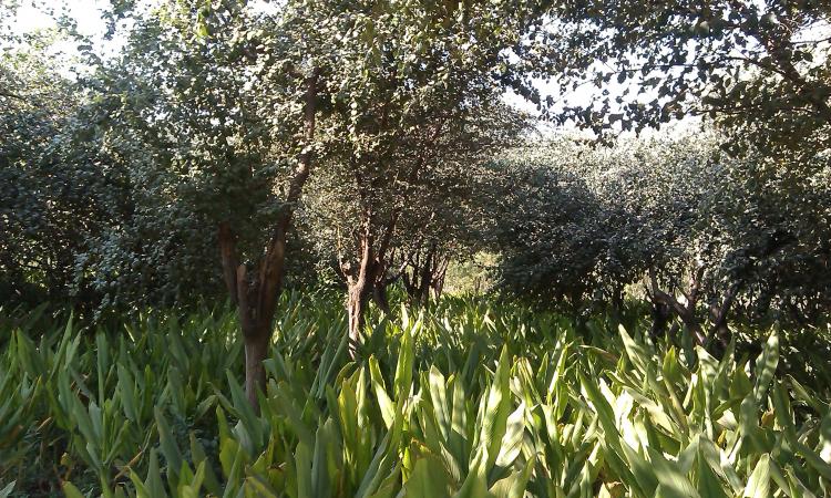 Agroforestry crops need land with sufficient soil moisture and low erosion for their continuous growth (Image: World Agroforestry)