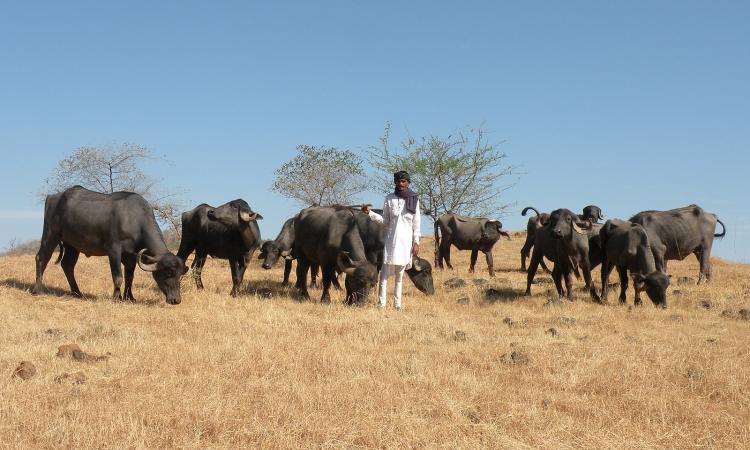 Maldharis grazing buffaloes (Image Source: A. J. T. Johnsingh, WWF-India and NCF via Wikimedia Commons)