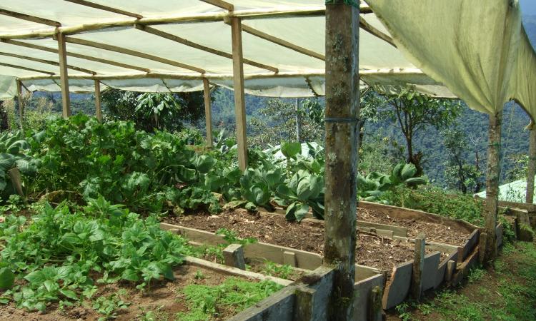 Organic farming creates harmonious balance between crop production and animal husbandry and facilitates alignment of life with natural ecosystems and cycles.  (Image: Katharina Low/SuSanA Secretariat)