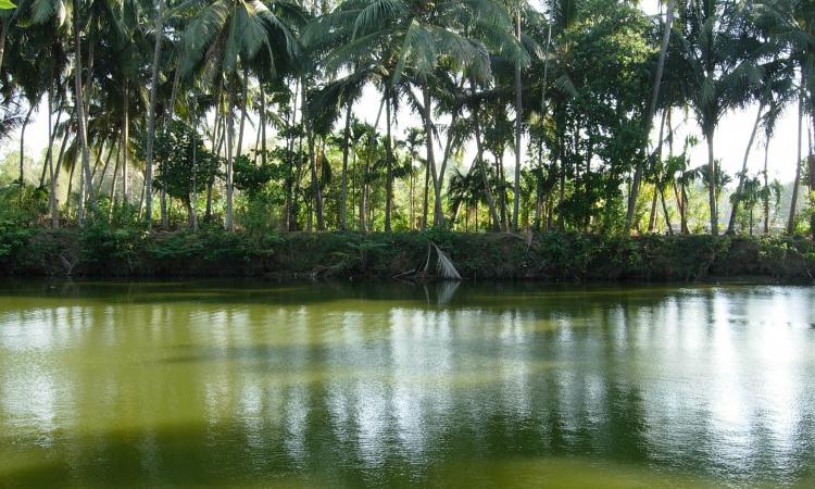 Temple pond in Kerala (Image: Sreekanth V, Wikimedia Commons)