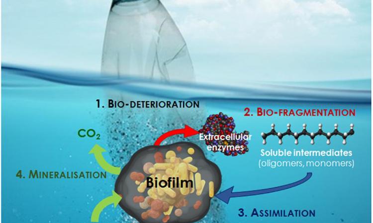 जल प्रदूषण की पर्यावरणीय सफाई में बायोफिल्म बनाने वाले बैक्टीरिया की भूमिका,Pc- Frontiers