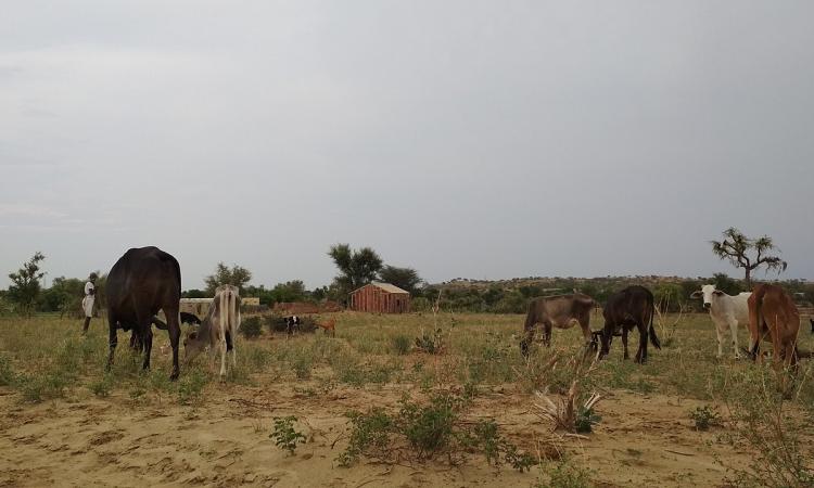 Cattle eat grass in Rajasthan (Image Source: Raju Jangid via Wikimedia Commons)