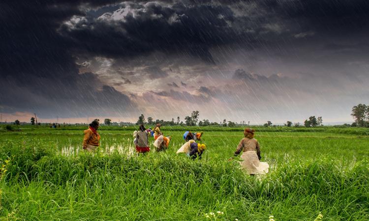 Lush green farms in Madhya Pradesh (Image Source: Rajarshi MItra via Wikimedia Commons)