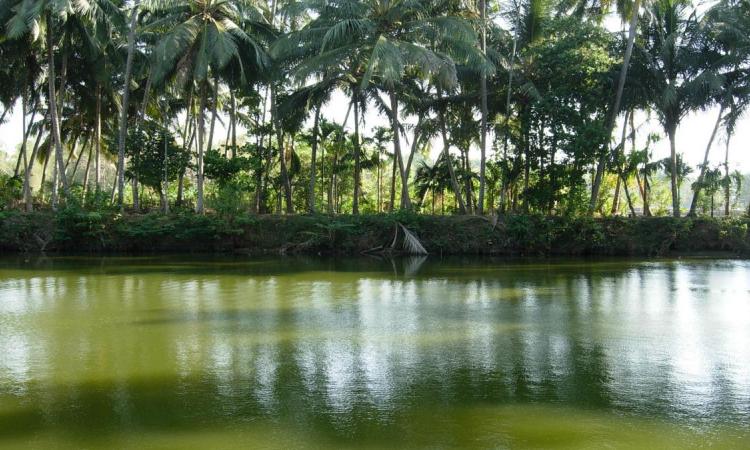 Temple pond in Kerala (Image: Sreekanth V, Wikimedia Commons)