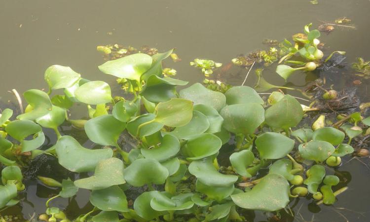 Water hyacinth, invaders in disguise (Image Source: India Water Portal)