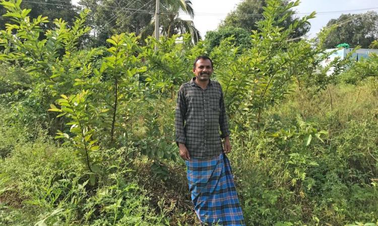 The motivated young farmer proudly showed his 80 guava trees that he planted for the first time in the village and made a profit of INR 6,000. He is the second generation. His-father made the first attempt at agroforestry in 2010. He is motivated to adopt innovative practices and does not want to migrate to a larger city. (Image: Yasmeen Telwala)