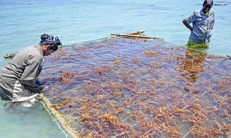 समुद्री शैवाल की खेती,Pc-Forbes india