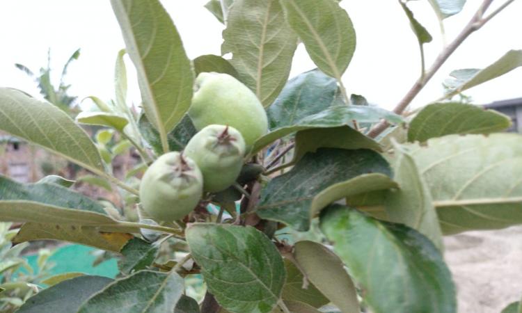 बिहार की गर्म जलवायु में भी सेब की सफल खेती,PC-चरखा फीचर