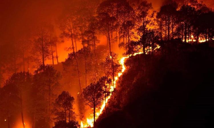 Forest fires ignited by natural causes, but major contribution of human action cannot be denied (Image: Naveen N K, Wikimedia Commons)