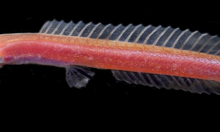 Image Source: By Rajeev Raghavan, Remya L. Sundar, C.P. Arjun, Ralf Britz, Neelesh Dahanukar - Evolution in the dark: Unexpected genetic diversity and morphological stasis in the blind, aquifer-dwelling catfish Horaglanis, CC BY 4.0, https://commons.wikimedia.org/w/index.php?curid=128832101. Link to image: https://commons.wikimedia.org/wiki/Category:Horaglanis#/media/File:Horaglanis_populi_live.jpg