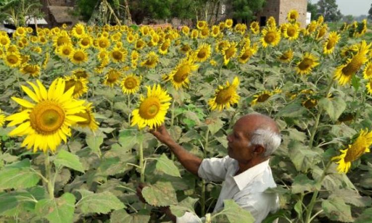 सूरजमुखी एक उभरती हुई तिलहन फसल,Pc-Jagran