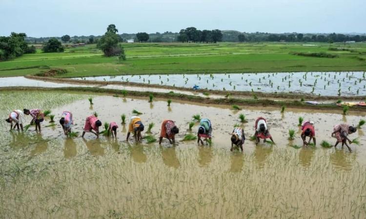 फसल विविधीकरण से किसान की बढ़ी आमदनी,PC-भारतवर्ष