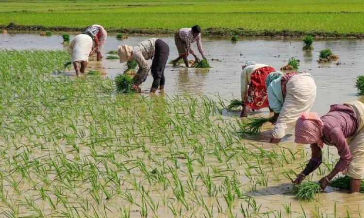 बिना सिंचाई के खेती में सुधार नहीं हो सकता,Pc-Bharatvarsh