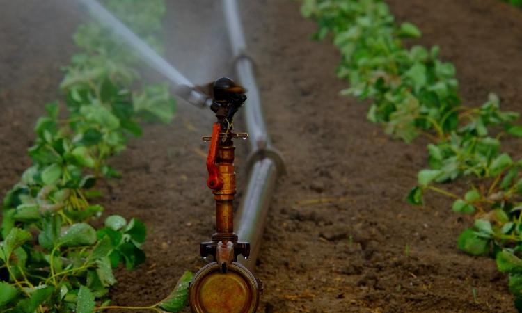 Micro-irrigation is considered to be up to 90 percent more efficient than flood irrigation (Image: Pixabay)