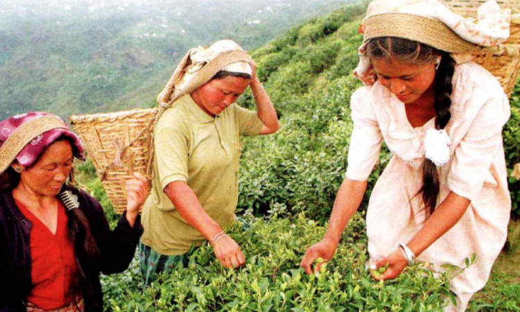 कृषि क्षेत्र में बढ़ती महिला उद्यमी, फोटो क्रेडिट: कुरुक्षेत्र