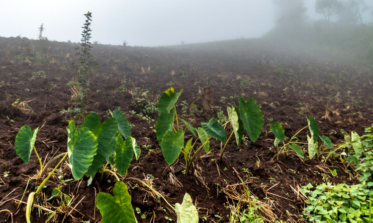 मृदा उर्वरता संबंधी बाधाएं एवं उनका प्रबंधन,फोटो क्रेडिट:- IWP Flicker