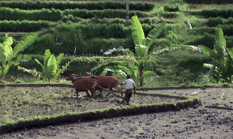 वर्षा आधारित कृषि की भारतीय अर्थव्यवस्था में भूमिका,फोटो क्रेडिट--IWP Flicker