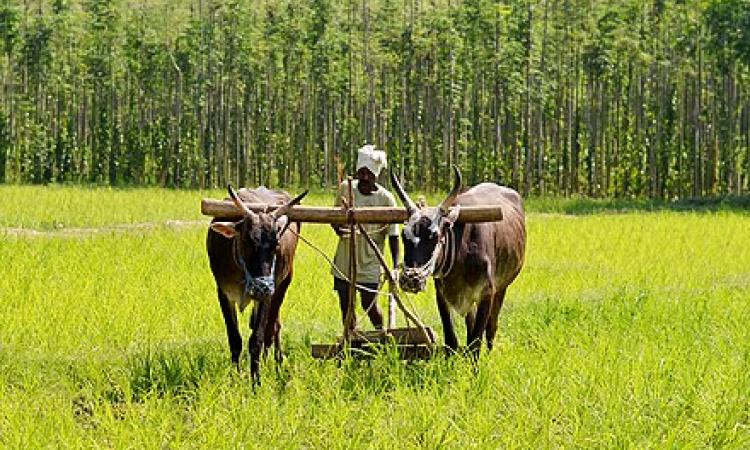 सतत कृषि विकास के लिए प्रौद्योगिकी, फोटो क्रेडिट:विकिपीडिया