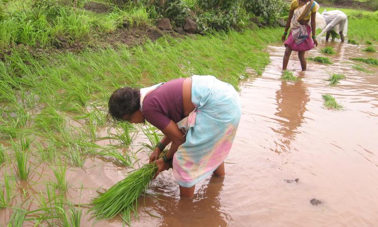 Working for long hours in collected waters can increase the risk of leptospirosis (Image Source: India Water Portal)