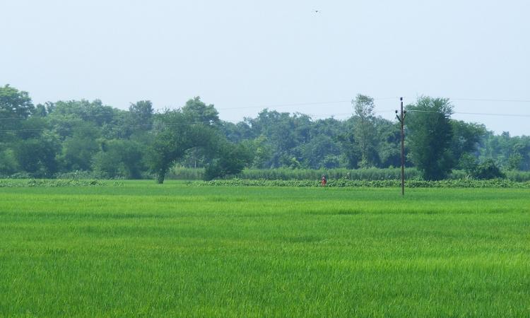 Paddy fields of Bihar (Image Source: Wikimedia Commons)