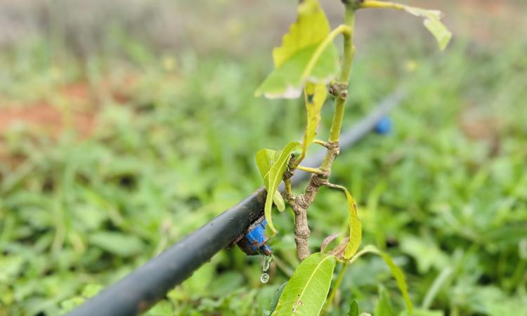 Agtech introduces fresh advancements and creativity to established farming methods through the utilization of digitalization and contemporary approaches. (Image: Ankit Chandra)