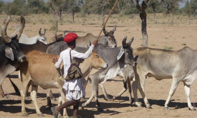 Adapting migratory pastoralists to climate change in India (Image: CGIAR; CC BY-NC-ND 2.0)
