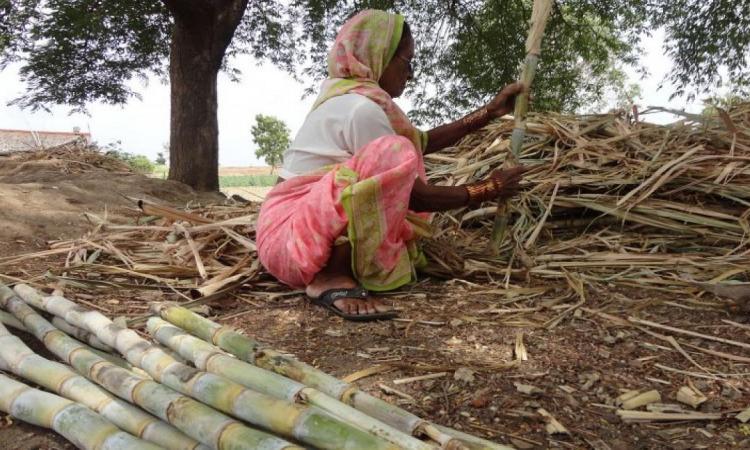 Sugarcane, the water thirsty crop of Marathwada (Image Source: Azhar Feder, Wikimedia Commons-CC-BY-SA-3.0)