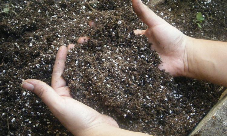 Soil quality, crucial for human health (Image Source: M Tullottes via Wikimedia Commons)