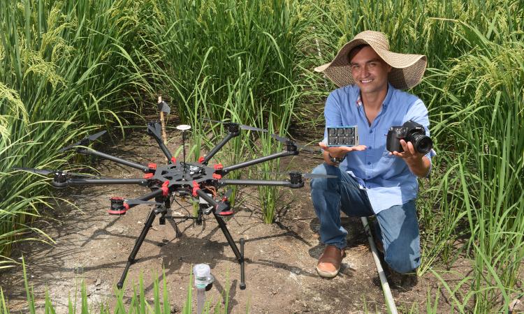 The use of drones for monitoring rice crops (Image: CIAT/NeilPalmer)
