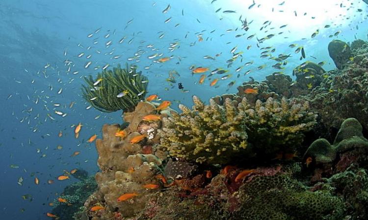 Coral reefs in the Andaman Islands (Image Source: Ritiks via Wikimedia Commons)