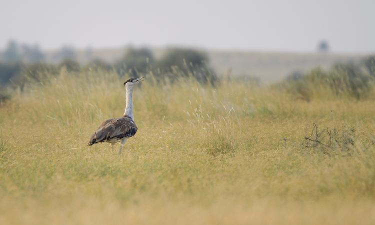 Great Indian Bustard, Rajasthan (Image Source: Saurabh Sawant via Wikimedia Commons)