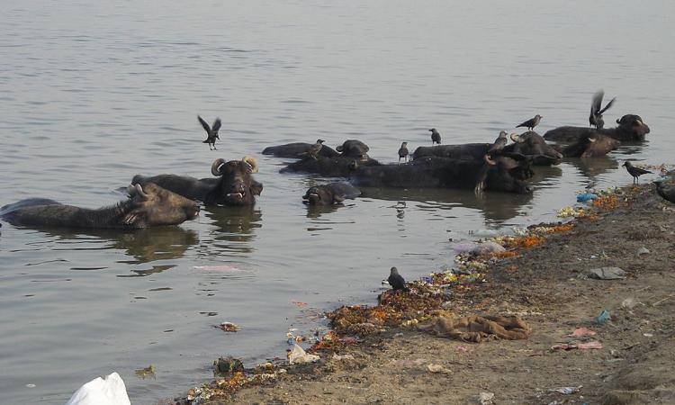 The polluted Ganges (Image Source: Lane via Wikimedia Commons)