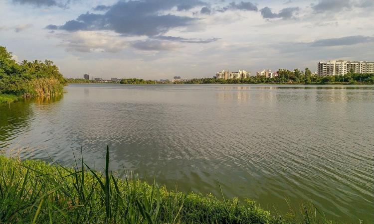 Jakkur lake in Bengaluru (Image Source: Mike Prince via Wikimedia Commons)