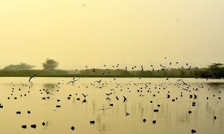 Okhla Bird Sanctuary, Noida (Image Source: Awankanch via Wikimedia Commons)