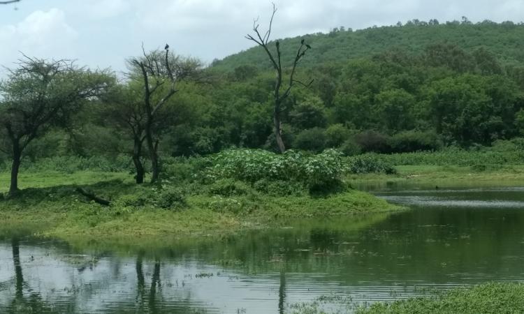 Wetlands, treasure troves of biodiversity (Image Source: Aarti Kelkar Khambete)