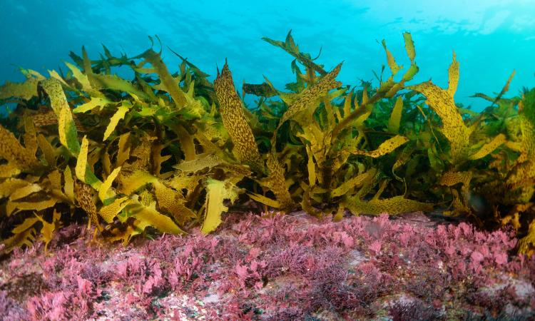 Kelp makes a beautiful canopy over an understory of calcareous red algae beneath the waves at Cape Solander in southern Sydney (Image: John Turnbull; Flickr Commons, CC BY-NC-SA 2.0 DEED)