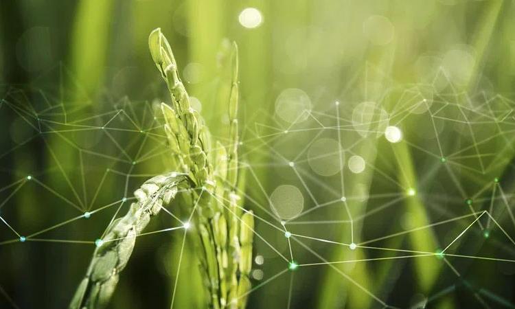 Agriculture IoT with rice field background (Image: Rawpixel)