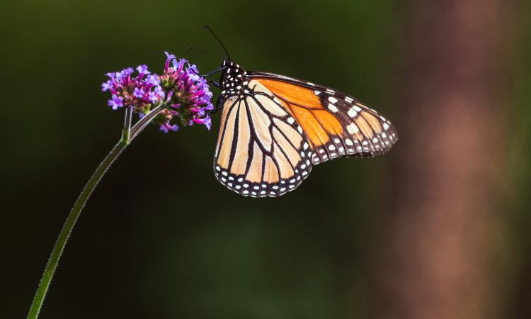 The risk tipping point is when an ecosystem loses key species that are strongly connected, triggering cascading extinctions of dependent species, which can eventually lead to the collapse of an entire ecosystem. (Image: UNU)