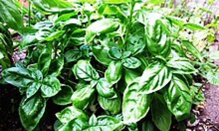 लवणीय जल सिंचाई द्वारा तुलसी की खेती