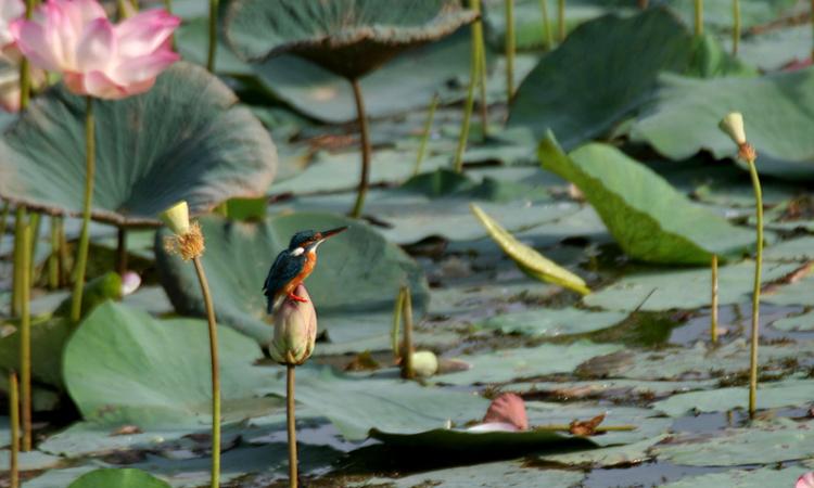 Common Kingfisher in a wetland (Image Source: J M Garg via Wikimedia Commons)