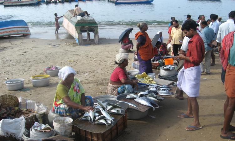 Fisherwomen selling fish in the markets (Image Source: India Water Portal Flickr photos)