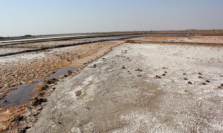 The little Rann of Kutch (Image Source: Nagarjun Kandukuru via Wikimedia Commons)