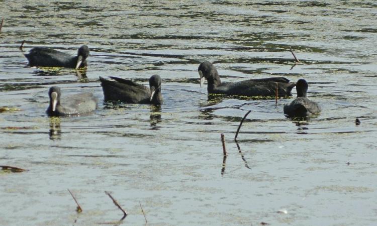 Wetland ecosystem's health is significantly correlated with land transformation (Image: Wikimedia Commons)