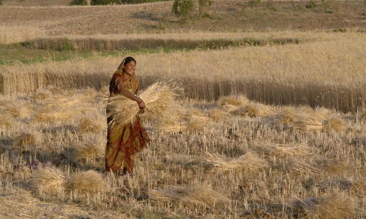 Woman harvesting wheat, Raisen district, Madhya Pradesh, India.(Image Source: © Yann Forget / Wikimedia Commons / CC-BY-SA)