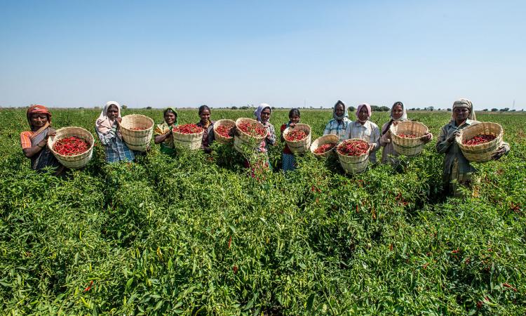 Farm women in India (Image Source: Asian Development Bank via Wikimedia Commons)