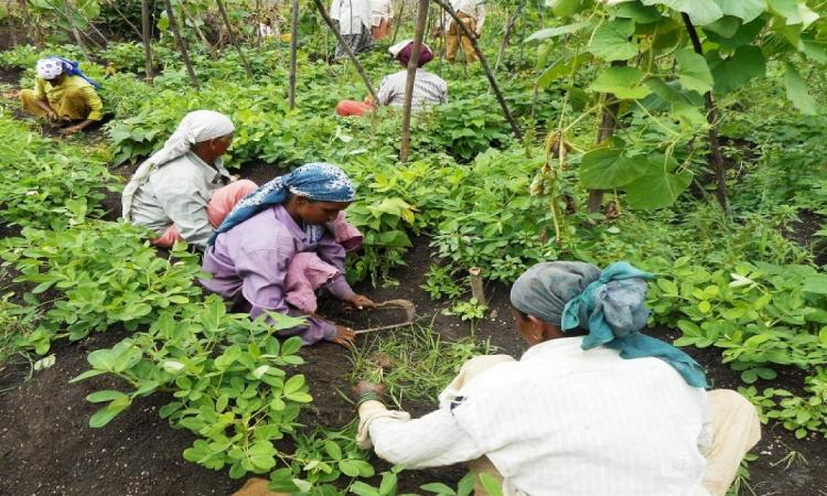 Farm women at work. Image for representation purposes only (Image Source: IWP Flickr photos)